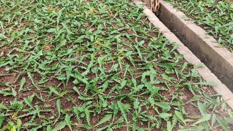 Vườn trồng cây bồ công anh thấp