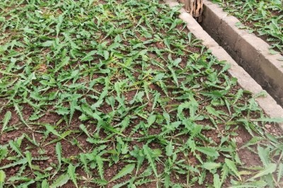 Vườn trồng cây bồ công anh thấp