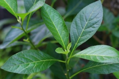 Nhà khoa học Việt Nam bào chế thuốc từ lá đắng giúp giảm đau, kháng viêm hiệu quả.