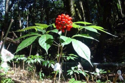 Danh mục dược liệu quý, hiếm, đặc hữu có giá trị đặc biệt phải kiểm soát