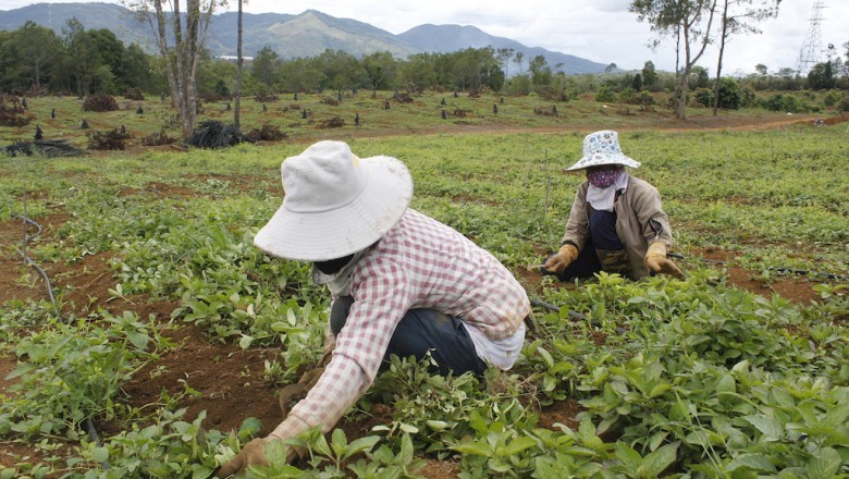 Kon Tum kỳ vọng có hơn 130.000 tấn dược liệu vào năm 2030