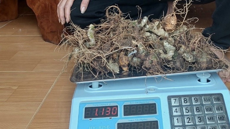 Mua sâm ngọc linh được vào tận vườn bới từng củ