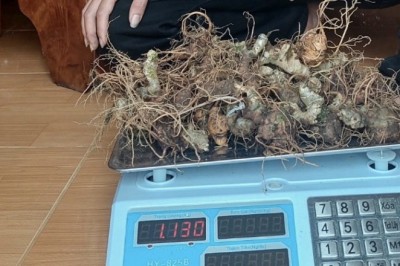 Mua sâm ngọc linh được vào tận vườn bới từng củ
