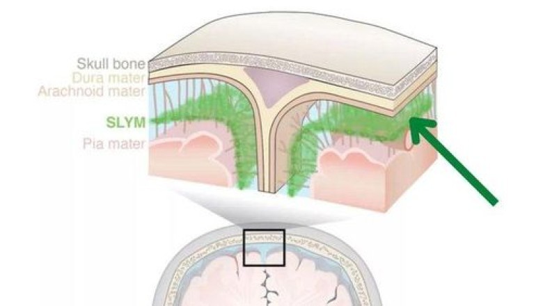 Phát hiện cấu trúc hoàn toàn mới trong não người