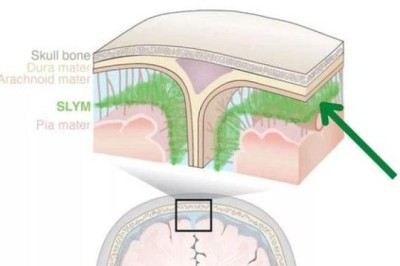 Phát hiện cấu trúc hoàn toàn mới trong não người
