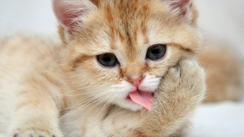 Tử vi tuổi Mão năm 2023: Tai ương ập tới, ốm đau liên miên