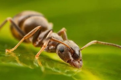 Kiến có thể phát hiện mùi ung thư trong nước tiểu