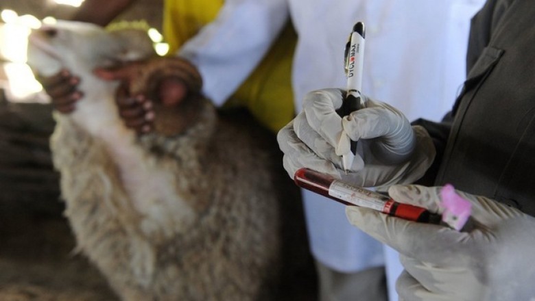 Sốt Valley là bệnh gì?