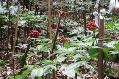 Kỳ vọng về phiên chợ sâm Ngọc Linh và các dược liệu huyện Tu Mơ Rông