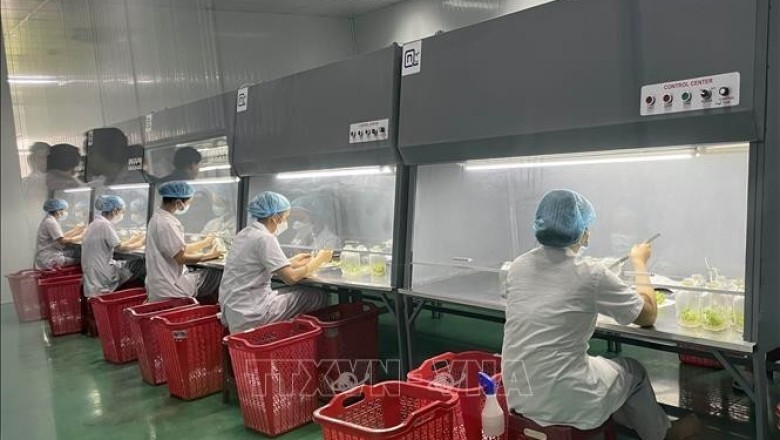 Quy định mới với doanh nghiệp xuất khẩu dược liệu sang Trung Quốc