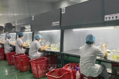 Quy định mới với doanh nghiệp xuất khẩu dược liệu sang Trung Quốc