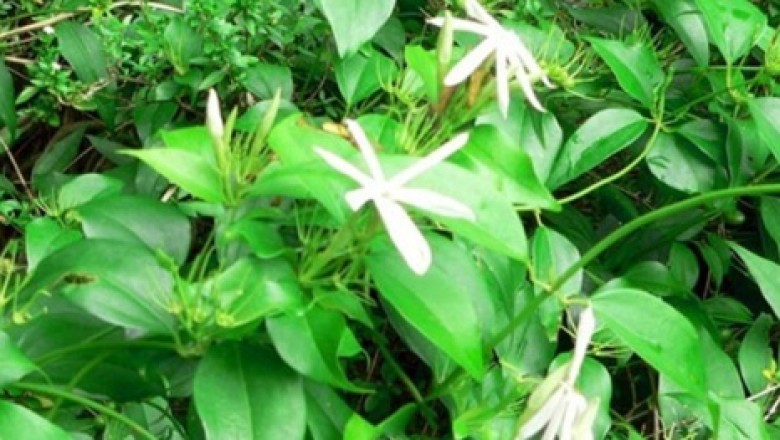 Chè vằng Quảng Trị được cấp Giấy chứng nhận đăng ký chỉ dẫn địa lý