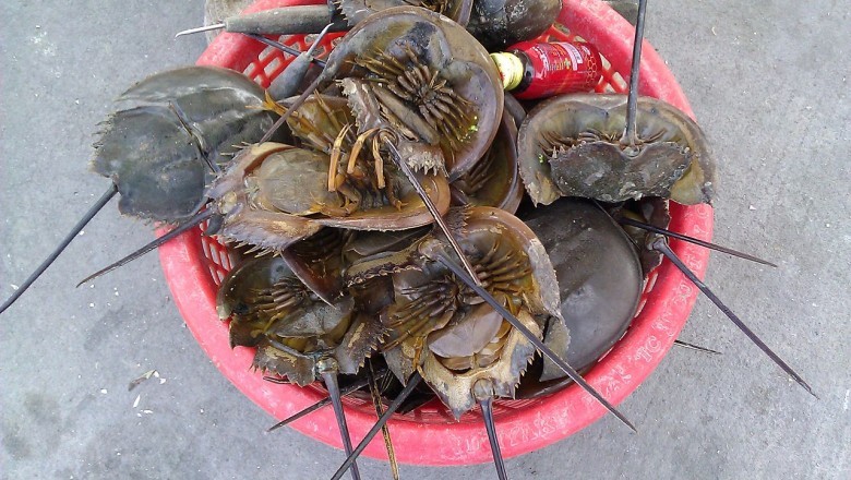 Chất độc tetrodotoxins trong thức ăn khiến 10 người nhập viện