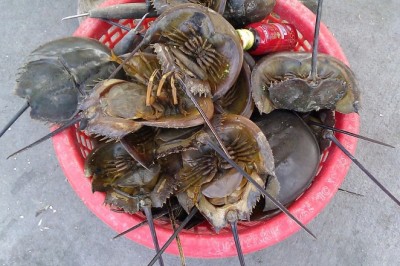 Chất độc tetrodotoxins trong thức ăn khiến 10 người nhập viện