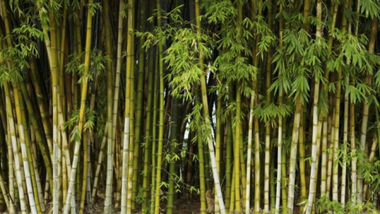 Loại cây là biểu tượng văn hóa Việt có công dụng chữa bệnh 'thay đổi thời tiết' vô cùng hiệu quả