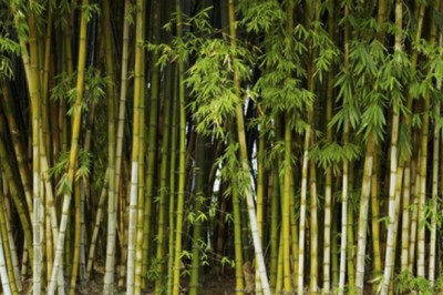 Loại cây là biểu tượng văn hóa Việt có công dụng chữa bệnh 'thay đổi thời tiết' vô cùng hiệu quả