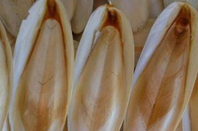 Cách sử dụng mai mực hỗ trợ chữa đau dạ dày