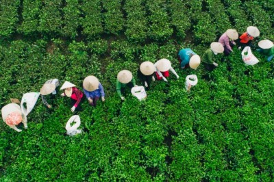 Trồng và chế biến chè Tân Cương là di sản quốc gia