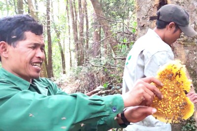 Con ong lấy phấn hoa sâm Ngọc Linh ở Kon Tum về làm mật, là của hiếm, sao mật này lại có vị đắng?