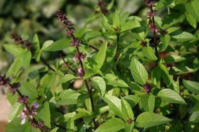 Bài thuốc nam giúp an thần, chữa mất ngủ từ húng quế
