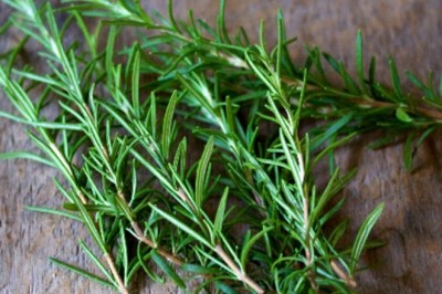 Ngửi cây hương thảo giúp cải thiện trí nhớ