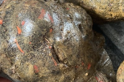 Hà thủ ô đỏ, mua bán củ hà thủ ô đỏ tươi ở đâu uy tín chuẩn