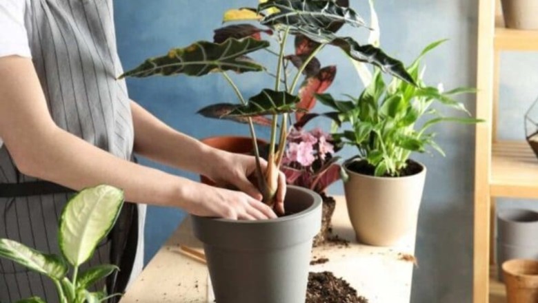 Hãy trồng một cái cây, bạn sẽ nhận được sự màu nhiệm