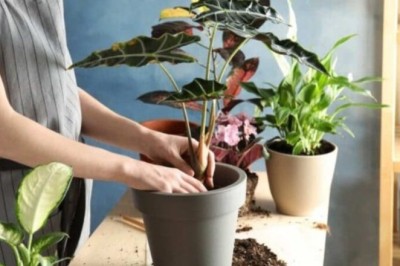 Hãy trồng một cái cây, bạn sẽ nhận được sự màu nhiệm