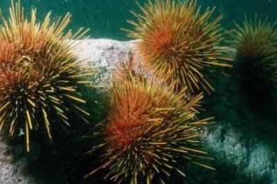 Nhà khoa học Việt chiết xuất chất chống oxy hóa từ nhím biển