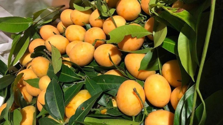 Nhập viện cấp cứu sau ăn 5 quả thanh trà