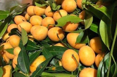 Nhập viện cấp cứu sau ăn 5 quả thanh trà