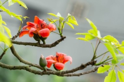 Tác dụng chữa bệnh của cây hoa gạo
