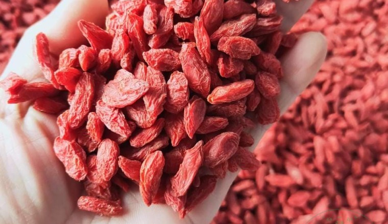 Cách sử dụng dược liệu kỷ tử tốt cho sức khỏe