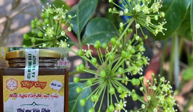 Bảo hộ chỉ dẫn địa lý cho mật ong hoa ngũ gia bì Vân Thủy