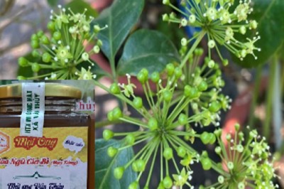 Bảo hộ chỉ dẫn địa lý cho mật ong hoa ngũ gia bì Vân Thủy
