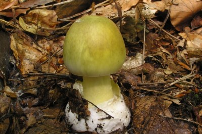 Có thể ngăn chặn độc tố ở nấm mũ tử thần