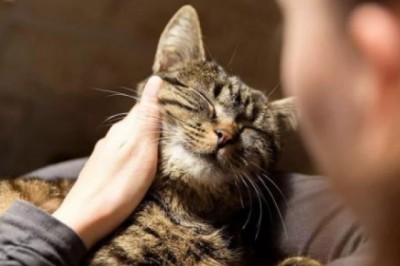 Ông bà nói cấm sai: 'Phụ nữ tốt không nuôi chó, đàn ông tốt không nuôi mèo', vì sao?