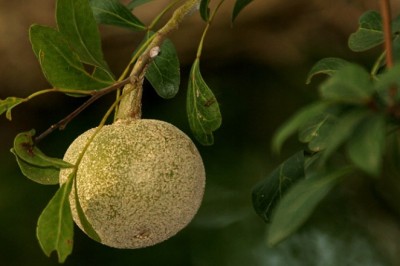 Quả Quách Lợi ích sức khỏe không ngờ từ đặc sản miền Tây