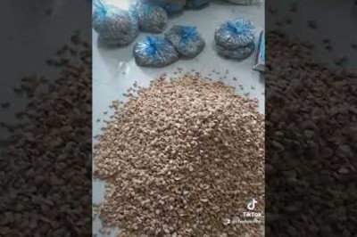 Hạt Sang (Sành) Chữa Đau Dạ Dày mua dược liệu chuẩn sạch