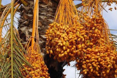 Loại quả được mệnh danh 'ngọc sa mạc', là thực phẩm vàng cho tim