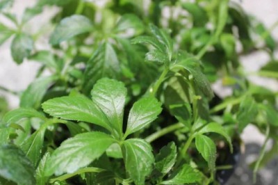 Tác dụng của cây Giảo cổ lam hay còn gọi là Cổ yếm, Thư tràng năm lá, dây lõa hùng, trường sinh thảo hoặc thất diệp đảm, ngũ diệp sâm, thất diệp sâm