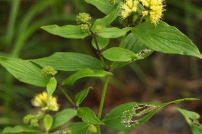 Dược liệu quý chữa đau dạ dày, Cây dạ cẩm, cây loét mồm, đất lượt, đứt lướt, chạm khẩu cắm (Hedyotis capitellata , Oldenlandia capitellata (G. Don) Kuntze)