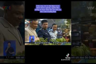 Nhận biết sâm ngọc linh thật giả chỉ cần nhìn vào 1 điểm này