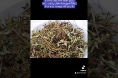 Cây quen thuộc này là 'khắc tinh' của bệnh gan, sỏi thận, tiểu đường ở Việt Nam mọc hoang rất nhiều