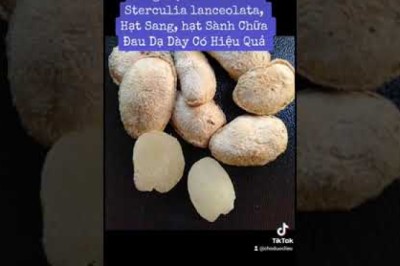 Cây dược liệu cây Sảng, Sang sé, Sterculia lanceolata, Hạt Sang, hạt Sành Chữa Đau Dạ Dày