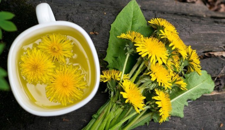 Loại cây mọc dại ven đường nhưng có tác dụng đào thải độc tố ở gan, thận: Thế giới dùng nhiều, Việt Nam cũng rất sẵn