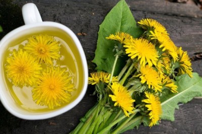 Loại cây mọc dại ven đường nhưng có tác dụng đào thải độc tố ở gan, thận: Thế giới dùng nhiều, Việt Nam cũng rất sẵn