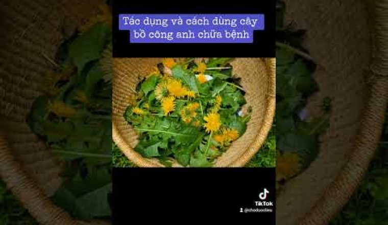 Tác dụng và cách dùng, bài thuốc rất hay từ cây bồ công anh chữa bệnh