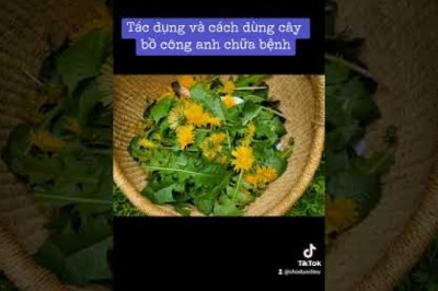 Tác dụng và cách dùng, bài thuốc rất hay từ cây bồ công anh chữa bệnh