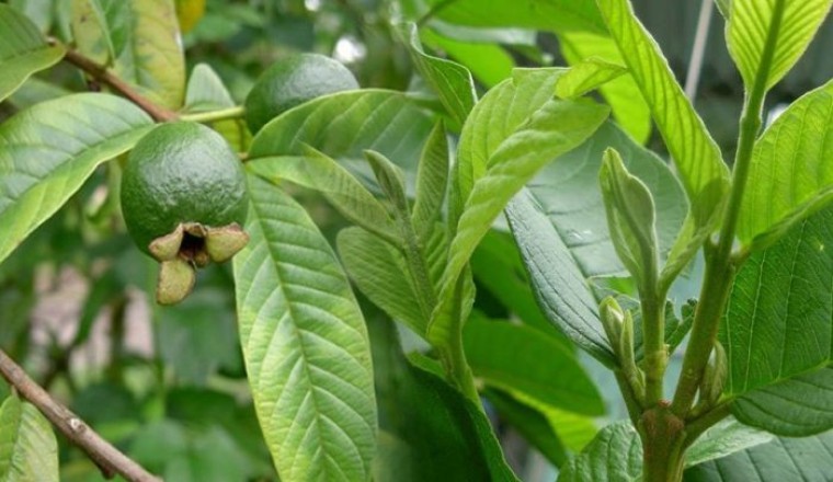 Công dụng và tác dụng của trà lá ổi giúp giảm cân trị tiểu đường, tim mạch, mỡ máu